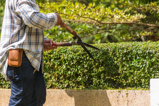 Garden Maintenance Belvedere, Lessness Heath, DA17